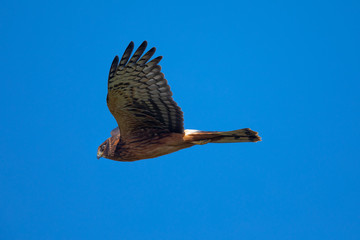 Extremely close view of a female Northern harrier flying, seen in the wild near the San Francisco Bay