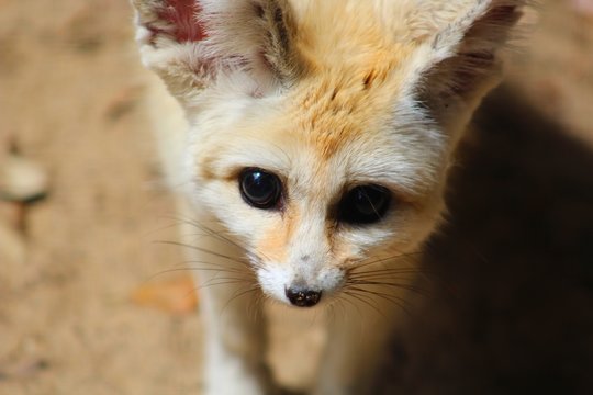fennec dans son enclos au zoo