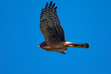 Extremely close view of a female Northern harrier flying, seen in the wild near the San Francisco Bay