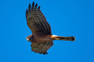 Extremely close view of a female Northern harrier flying, seen in the wild near the San Francisco Bay