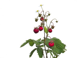 Wild strawberry (Fragaria vesca)