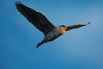 Black-crowned night heron flying in beautiful light , seen in the wild in North California