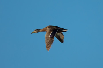 wild duck flying in the wild