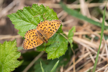 Gro&szlig;er Perlmuttfalter am Wegrand