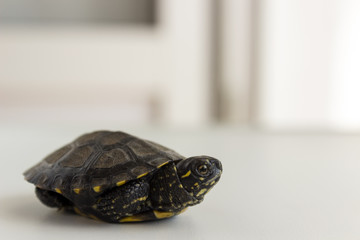 turtle is lying with his head thrust out