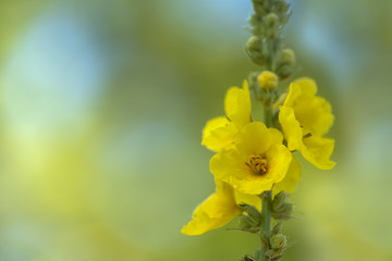 Gro&szlig;bl&uuml;hende K&ouml;nigskerze