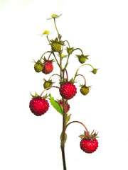 Wild strawberry with fruits and flowers