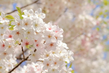 Obraz na płótnie Canvas 青空と桜