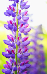 Fototapeta na wymiar vertical background of bright beautiful lupine flowers lush lilac blossomed in spring garden on a sunny day