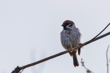 The sparrow sits on a branch and straightened feathers