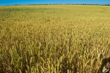 Golden wheat field with blue sky.