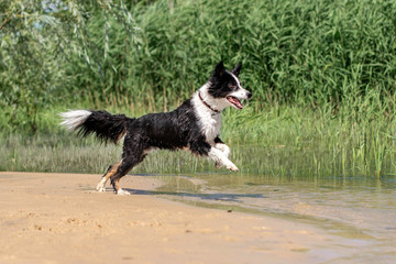 border collie dog diving into river