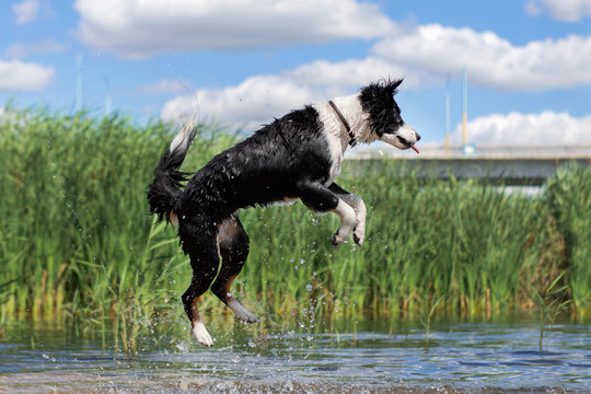 Border Collie Dog Diving And Jump Into River