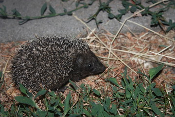 hedgehog