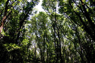 forest