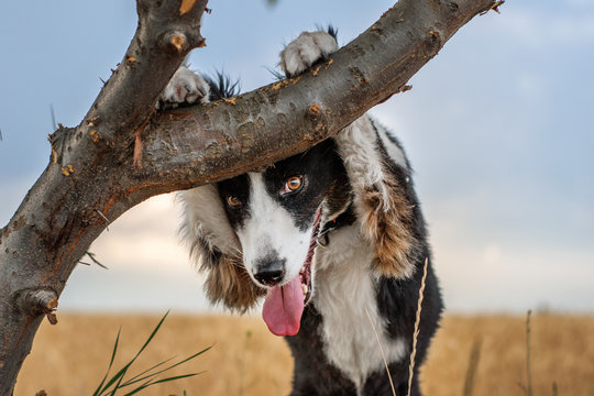 the border collie dog runs around the wheat field - Powered by Adobe