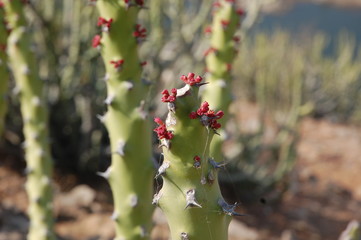 Flowering Cactus in India - Badubali Hill