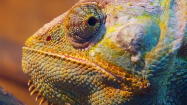 Amusing portrait of adult chameleon closeup.