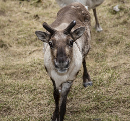 Fototapeta premium baby reindeer