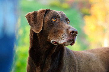 Chocolate Labrador Retriever dog portrait with colorful background