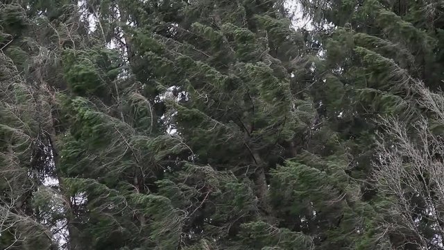 Evergreen trees bending in a storm