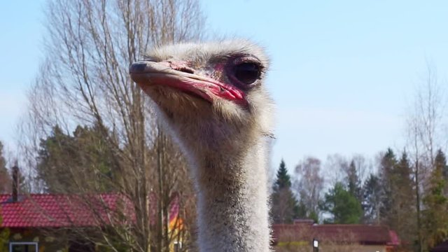 portrait of a funny adult ostrich close-up