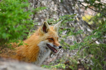 Red fox walking in forest