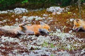 Red fox kit at den