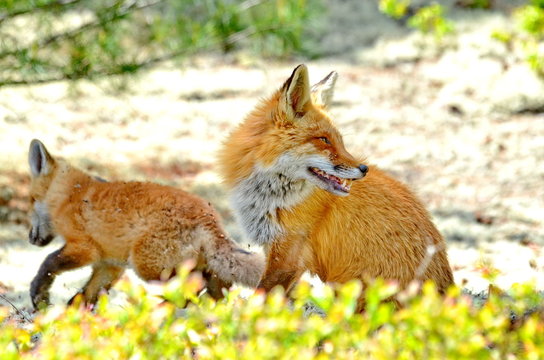 Red Fox mother and Kit