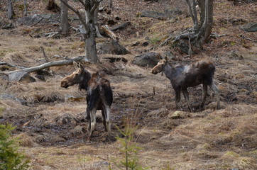 Moose cow in Algonquin Park