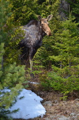 Moose cow in Algonquin Park