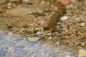 Northern Water Snake swimming in a lake