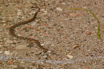 Northern Water Snake swimming in a lake