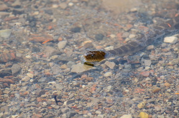Northern Water Snake swimming in a lake