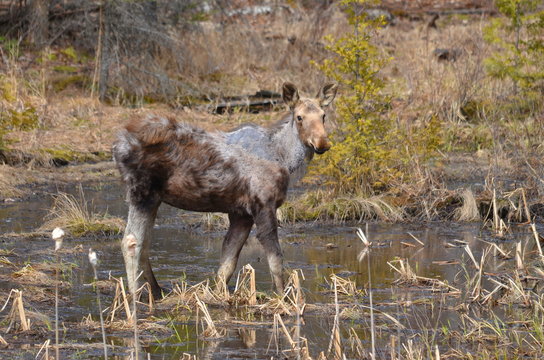 Moose calf in Algonquin Park