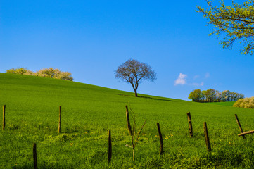 Fototapeta na wymiar single tree in a field