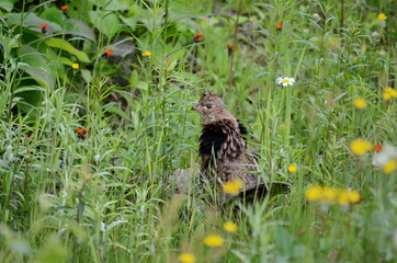 Ruffed Grouse, Algonquin, Ontario