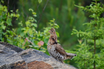 Ruffed Grouse, Algonquin, Ontario