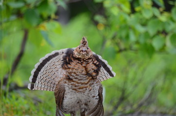 Ruffed Grouse, Algonquin, Ontario