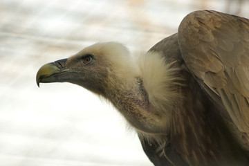 Griffon Vulture - Gyps fulvus .