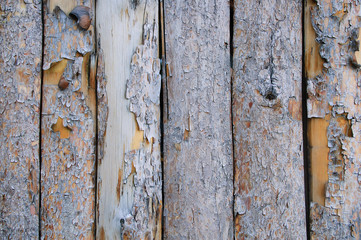 Wooden texture of boards with peeling bark. Close-up.