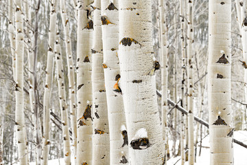 Aspen grove close up in winter with some snow
