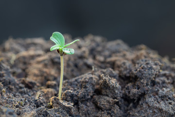 Drop water on the leaves marijuana, Cannabis seedling close up on background