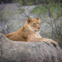 Lioness on Watch