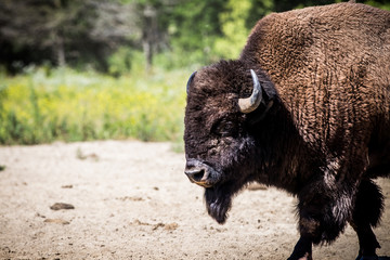 American Bison