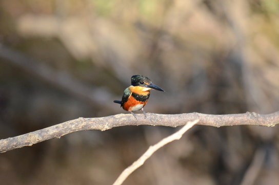 American Pygmy Kingfisher