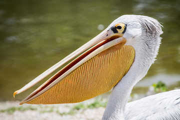 Pelican 