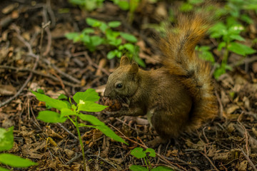 squirrel nature animal wildlife portrait concept eat nut in outdoor green park environment