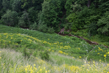 A shallow ravine in the forest