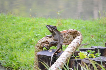 Brown basilisk lizard